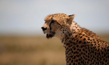 7 Days Northern Tanzania Safari and Cultural Tourism