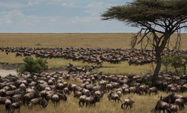 7 Days Wildebeest Migration Safari