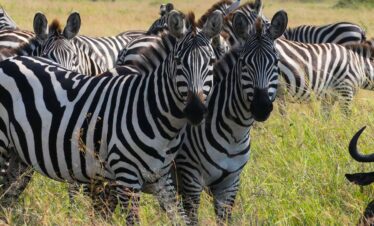 6 Days – Mid-Range Manyara, Serengeti