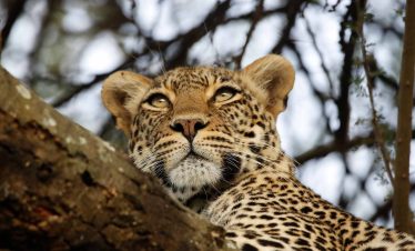 5 Days Safari in Tanzania