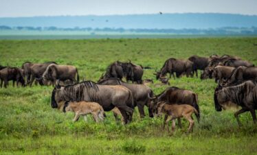 8 Days adventures safari Tanzania